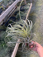 Load image into Gallery viewer, Tillandsia Exserta -  Extra-Large Blooming Size Plants