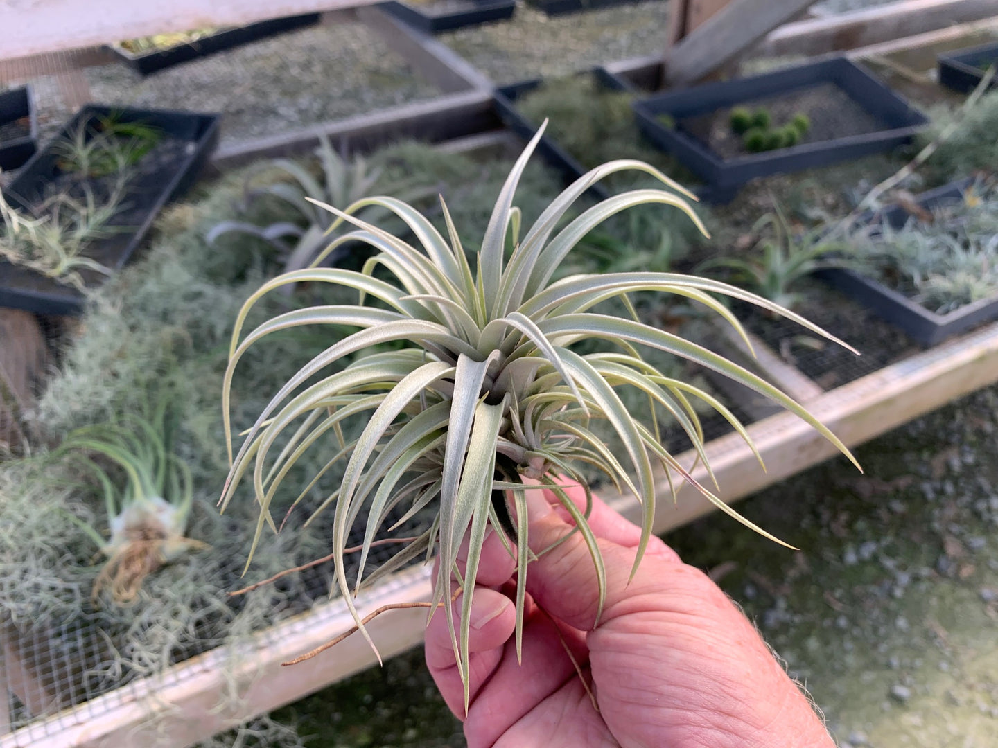 Tillandsia Mima v Chilitensis Medium