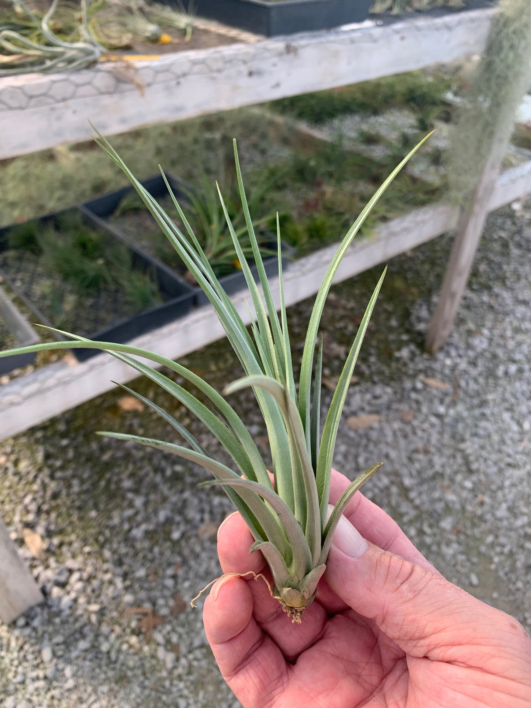 Tillandsia vernicosa Tall- Small Single Plants