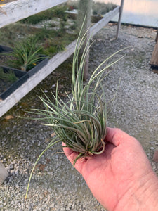 Tillandsia vernicosa Tall clump-ON SALE!!!  50% OFF!!!