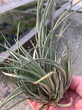 Load image into Gallery viewer, Tillandsia vernicosa Tall clump-ON SALE!!!  50% OFF!!!
