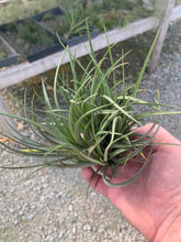 Load image into Gallery viewer, Tillandsia vernicosa Tall clump-ON SALE!!!  50% OFF!!!
