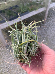 Tillandsia Pueblensis Clump-Large Clumps-ON SALE!!! 40% OFF!!!