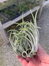 Load image into Gallery viewer, Tillandsia Pueblensis Clump-Large Clumps-ON SALE!!! 40% OFF!!!
