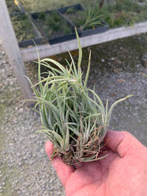 Load image into Gallery viewer, Tillandsia Pueblensis Clump-Large Clumps-ON SALE!!! 40% OFF!!!