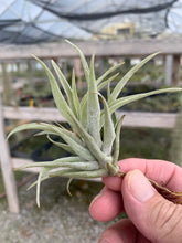 Load image into Gallery viewer, Tillandsia harrisii-Small Plants