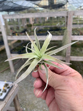 Load image into Gallery viewer, Tillandsia harrisii-Small Plants