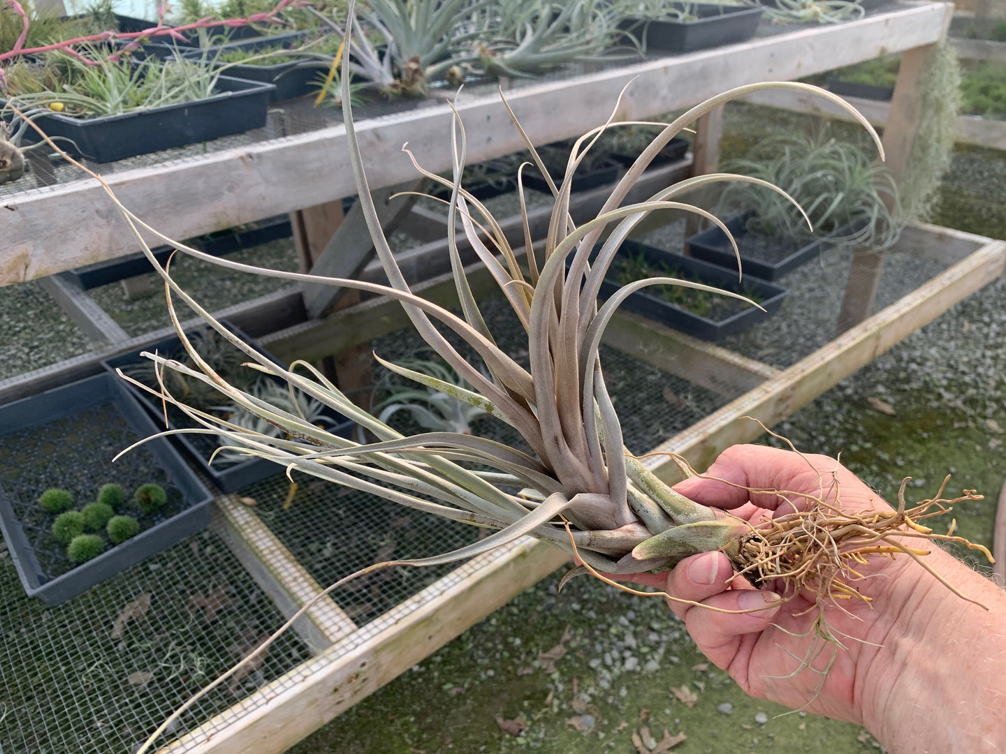 Tillandsia micans