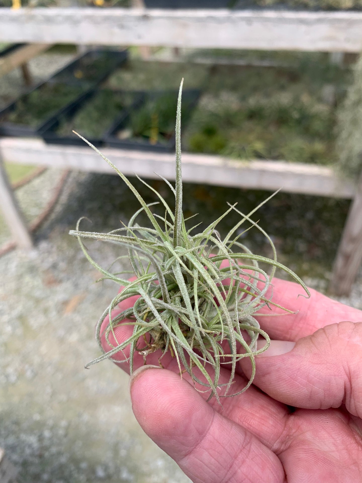 Tillandsia Macbrideana x Paleacea