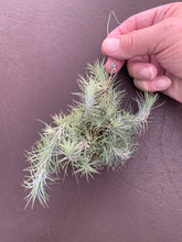 Load image into Gallery viewer, Tillandsia Funckiana -Hanging Clumps