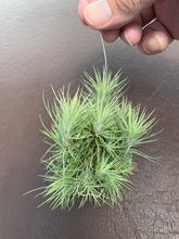 Load image into Gallery viewer, Tillandsia Funckiana -Hanging Clumps