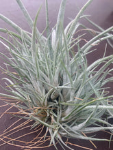 Load image into Gallery viewer, Tillandsia pringleyi-3 Large Clusters