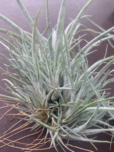 Load image into Gallery viewer, Tillandsia pringleyi-Large Clusters