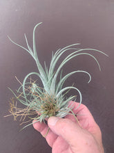 Load image into Gallery viewer, Tillandsia pringleyi-3 Large Clusters