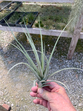 Load image into Gallery viewer, Tillandsia Ixioides x Reichenbachii