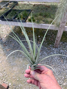 Tillandsia Ixioides x Reichenbachii