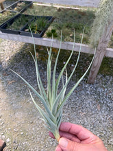 Load image into Gallery viewer, Tillandsia Ixioides x Reichenbachii