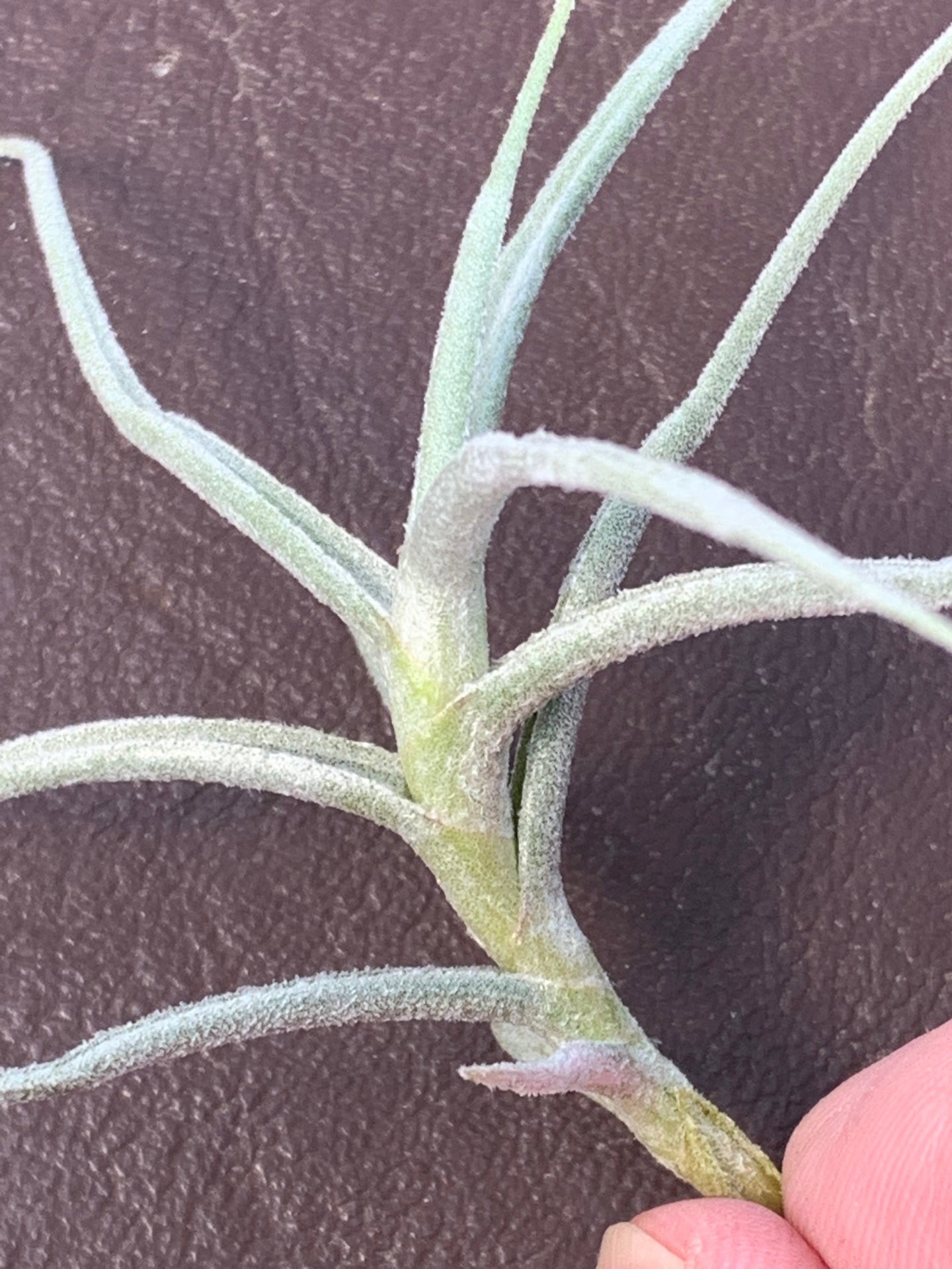 Tillandsia Paleacea Maxima- Small Plants