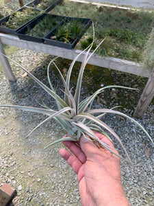 Tillandsia "Majestic"