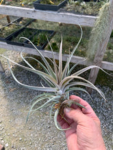 Load image into Gallery viewer, Tillandsia &quot;Majestic&quot;