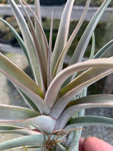 Load image into Gallery viewer, Tillandsia &quot;Majestic&quot;