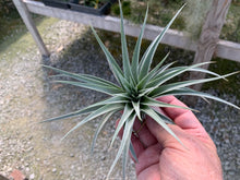 Load image into Gallery viewer, Tillandsia Guelzii