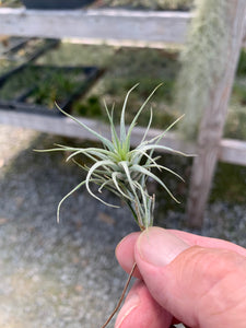 Tillandsia heteromorpha-Small Seedlings