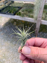 Load image into Gallery viewer, Tillandsia heteromorpha-Small Seedlings