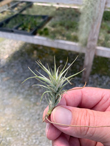 Tillandsia heteromorpha-Small Seedlings