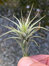 Load image into Gallery viewer, Tillandsia heteromorpha-Small Seedlings