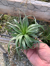 Load image into Gallery viewer, Tillandsia geminiflora-  Beautiful Blooms and Form
