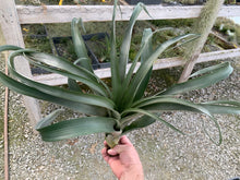 Load image into Gallery viewer, Tillandsia Flabellata Giant Red