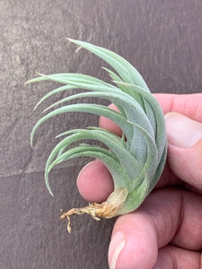 Tillandsia Subsecundifolia- Small plants