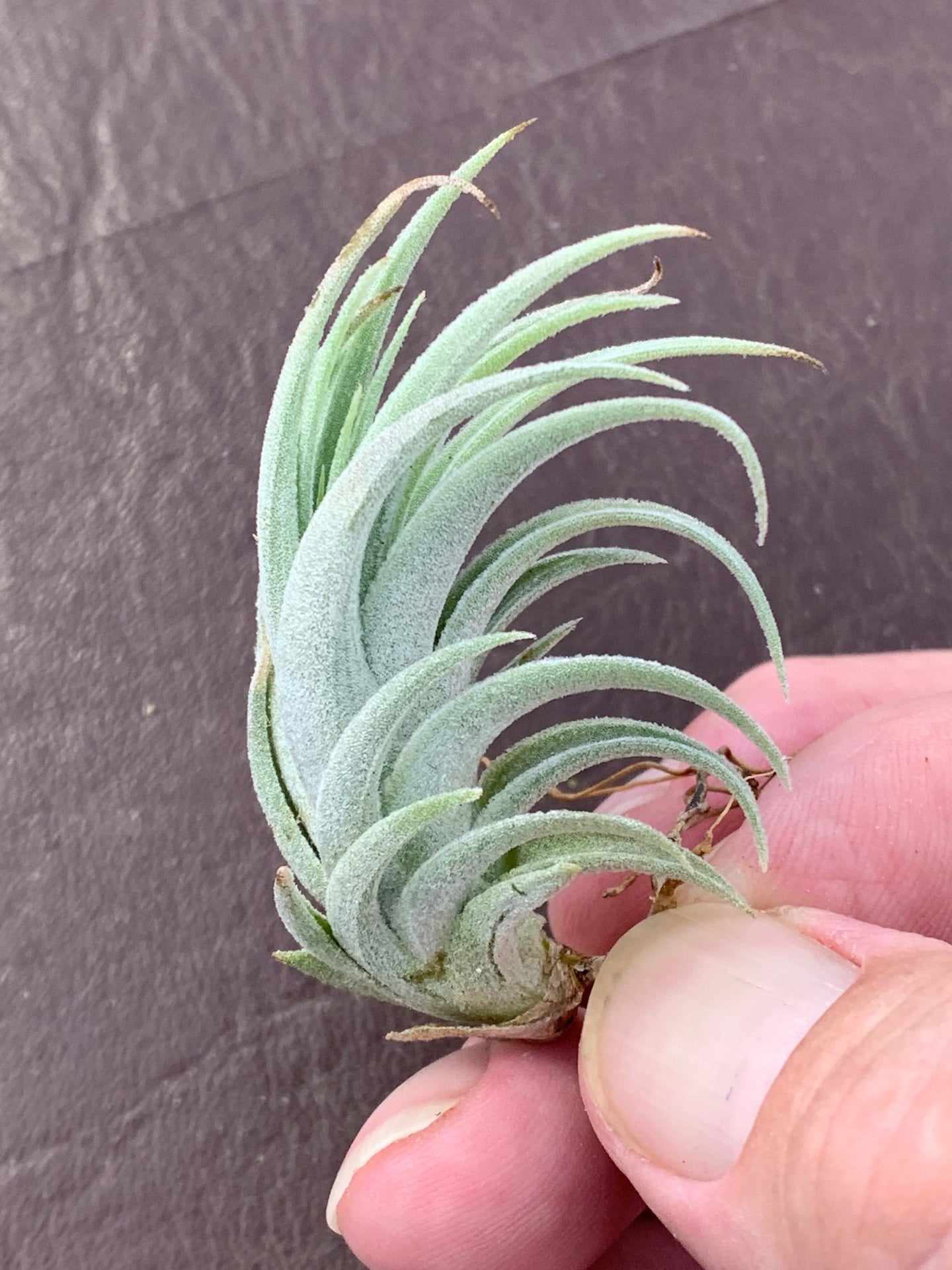 Tillandsia Subsecundifolia- Small plants