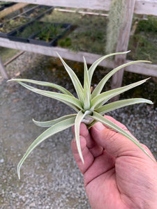 Tillandsia Harrisii -Medium Plants