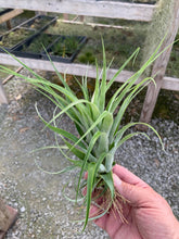 Load image into Gallery viewer, Tillandsia Limbata