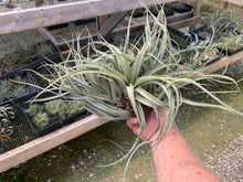 Load image into Gallery viewer, Tillandsia Xerographica x Capitata- Large &quot;Crested Form&quot;