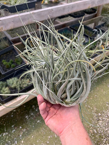 Tillandsia Xerographica x Capitata- Large "Crested Form"