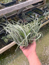 Load image into Gallery viewer, Tillandsia Xerographica x Capitata- Large &quot;Crested Form&quot;