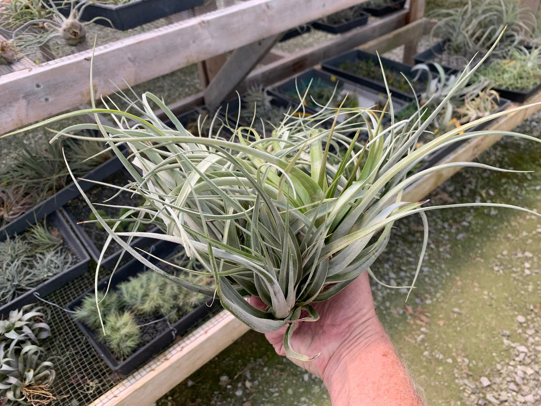 Tillandsia Xerographica x Capitata- Large 