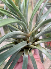 Load image into Gallery viewer, Tillandsia Rhomboidea-HIGH BUD!  ONLY $19.95!
