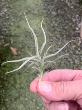 Load image into Gallery viewer, Tillandsia Paleacea Maxima- Small Plants