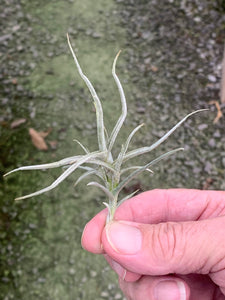 Tillandsia Paleacea Maxima- Small Plants