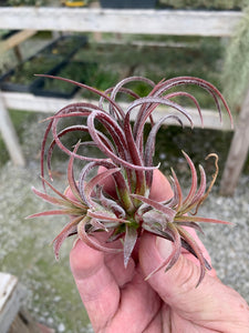 Tillandsia ionantha "Purple Heart"-Small Clumps