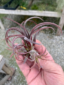 Tillandsia ionantha "Purple Heart"-Small Clumps