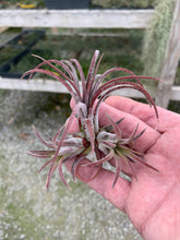 Load image into Gallery viewer, Tillandsia ionantha &quot;Purple Heart&quot;-Small Clumps