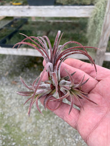 Tillandsia ionantha "Purple Heart"-Small Clumps