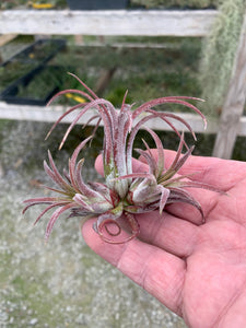 Tillandsia ionantha "Purple Heart"-Small Clumps