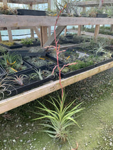 Load image into Gallery viewer, Tillandsia Secunda -Medium Single Plants