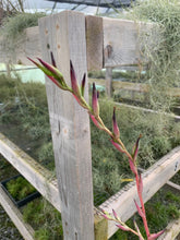 Load image into Gallery viewer, Tillandsia Secunda -Small Single Plants